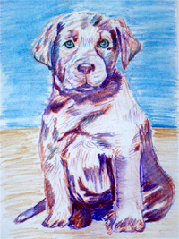 Labrador